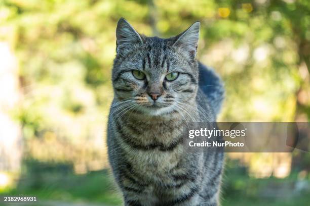 Tabby cat is seen in Castel San Vincenzo, Italy, on November 3rd, 2024.