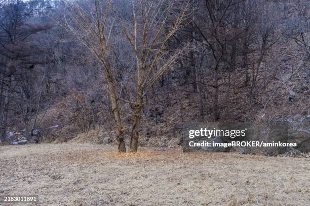 pair of large barren leafless trees in a field at edge of forest on hill with large granite boulder visible on the ground on overcast winter afternoon - afternoon stock pictures, royalty-free photos & images