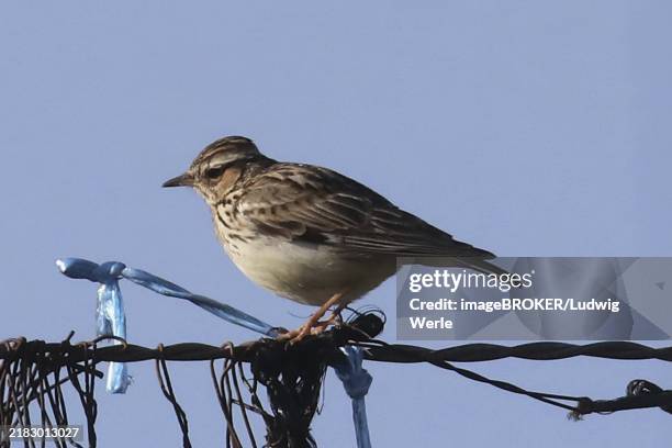 Wire Lark 54 Wood Lark Stock Photos, High-Res Pictures, and Images - Getty Images
