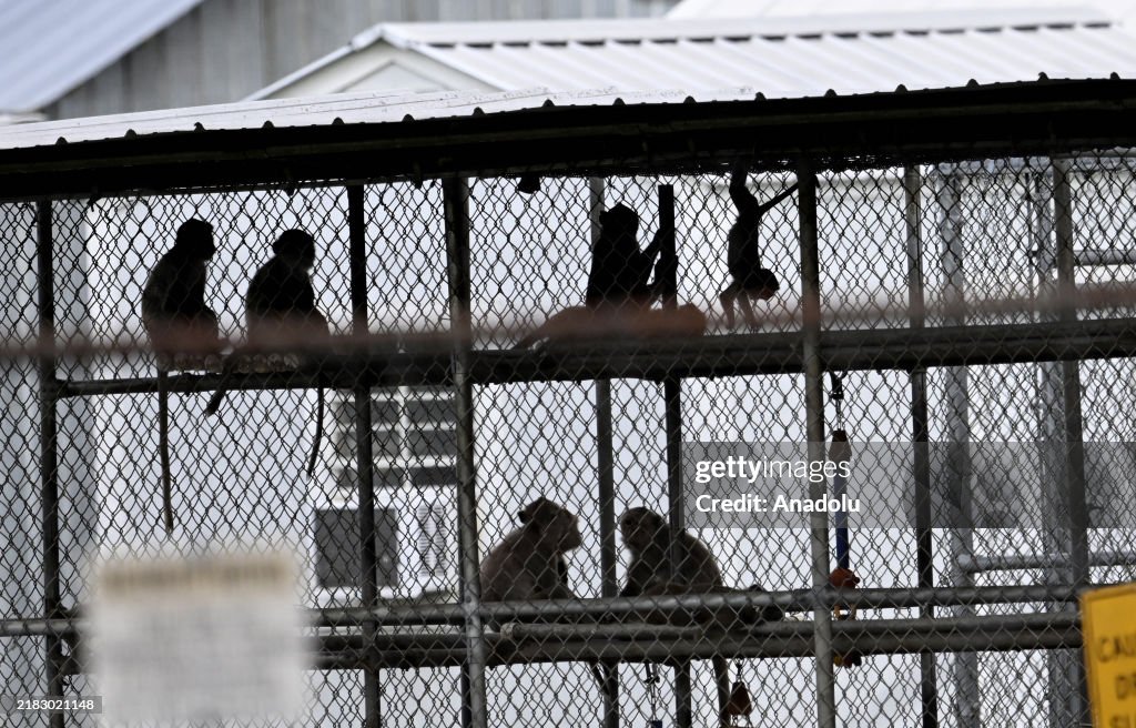 43 monkeys escape South Carolina research facility