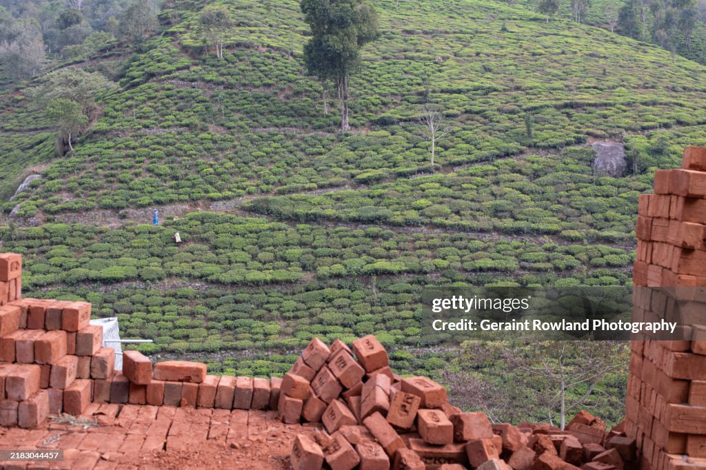 Building Walls & Tea Plantations