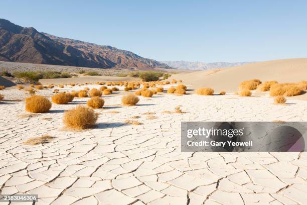 cracked desert floor in death valley national park - öken bildbanksfoton och bilder