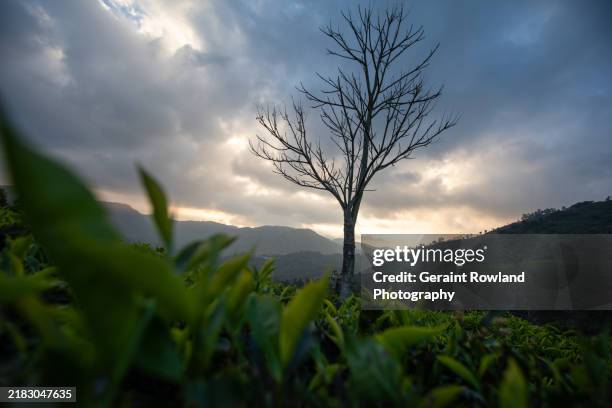 tea station photograph, tamil nadu - nature screensaver stock pictures, royalty-free photos & images