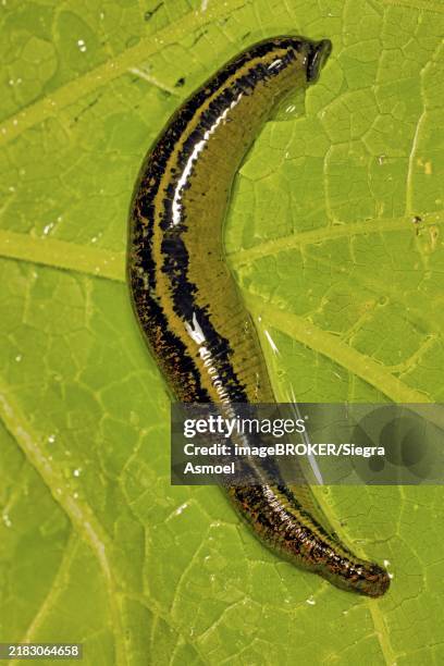 Limatic 169 Medicinal Leeches Stock Photos, High-Res Pictures, and Images ...