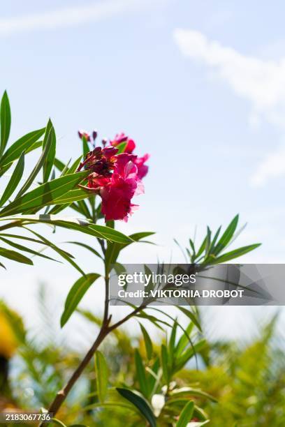 nerium oleander, a flowering evergreen plant with pink flowers, against the blue sky and the mediterranean sea in the background. tropical plants, floral background. - blue oleander stock pictures, royalty-free photos & images