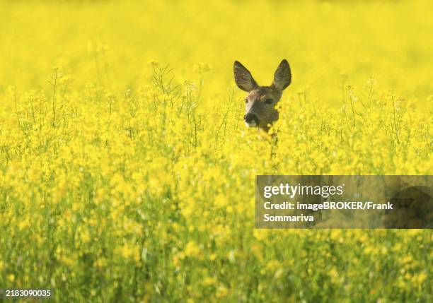 roe deer (capreolus capreolus), doe standing in a yellow rapeseed field, rapeseed (brassica napus), wildlife, thuringia, germany, europe - koolzaad stockfoto's en -beelden