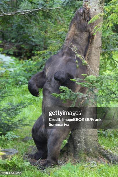 brown bear (ursus arctos) rubbing his back on a tree, germany, europe - rubbing stock pictures, royalty-free photos & images