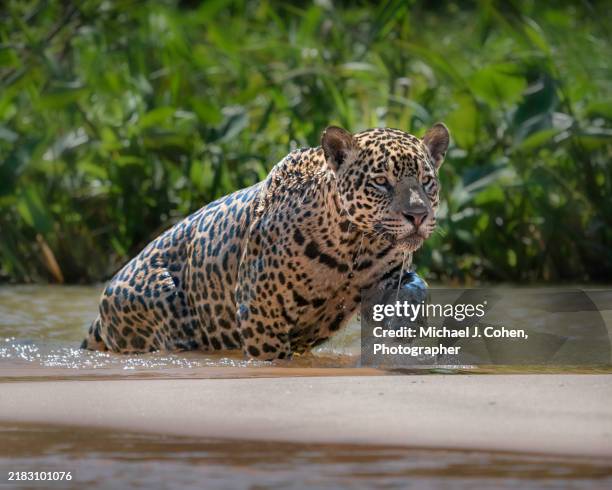 jaguar emerging - jaguar cat stock pictures, royalty-free photos & images