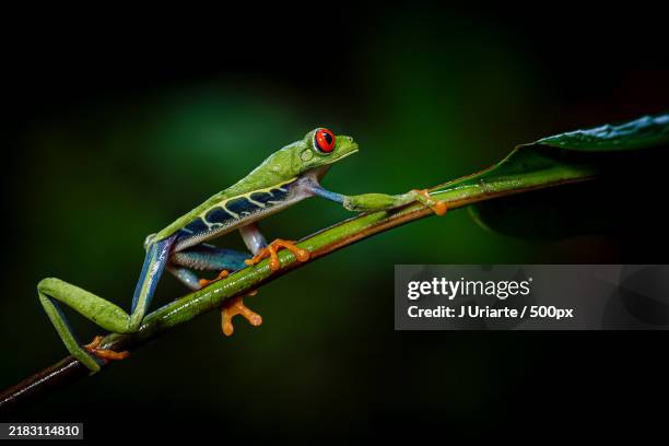 close-up of lizard on plant - grenouille photos et images de collection
