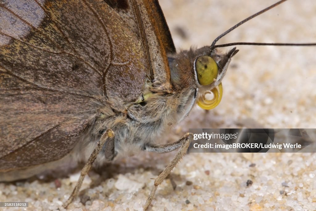 Small Schiller butterfly head portrait with curled proboscis looking right