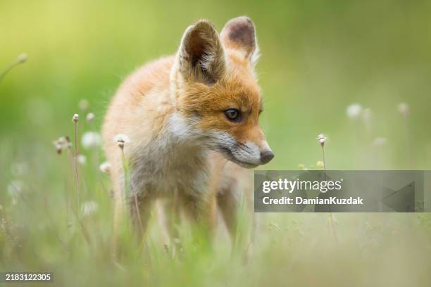 volpe rossa (vulpes vulpes) - cucciolo di animale foto e immagini stock