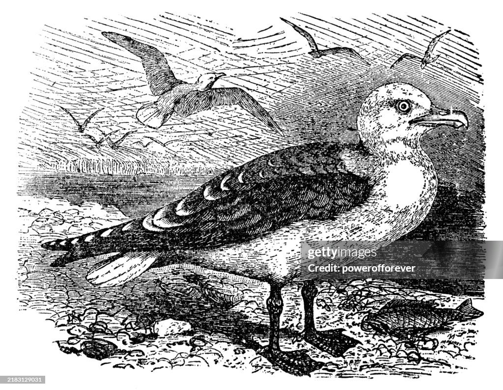 European Herring Gull Birds (Larus Argentatus) - 19th Century