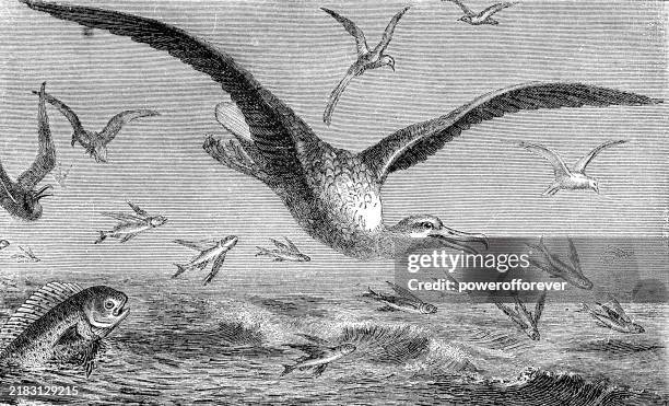 wandering albatross birds (diomedea exulans) catching flying fish - 19th century - wandering albatross stock illustrations