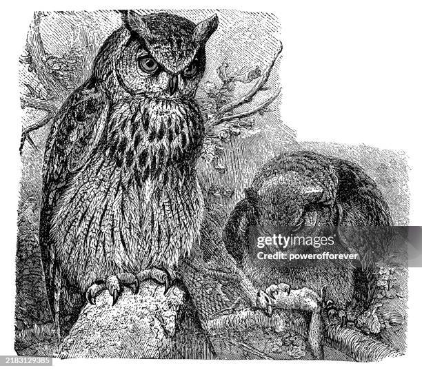 eurasian eagle-owl birds (bubo bubo) - 19th century - eurasian eagle owl stock illustrations