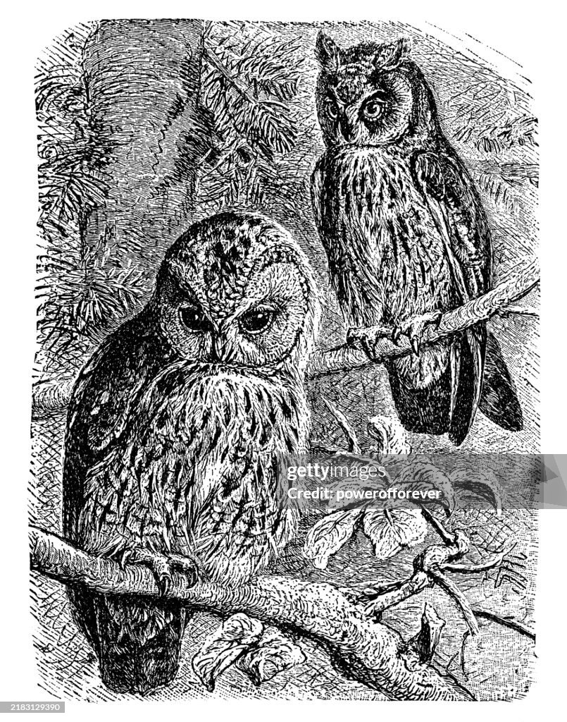 Tawny Owl (Strix Aluco) and Northern Long-Eared Owl (Asio Otus) Birds - 19th Century