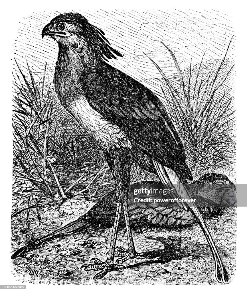 Secretarybird Birds (Sagittarius Serpentarius) - 19th Century