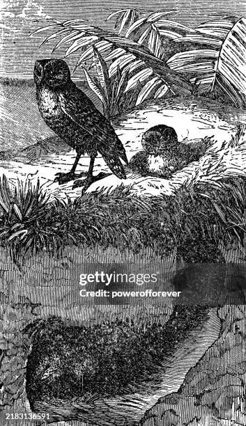 burrowing owl birds (athene cunicularia) with den - 19th century - burrowing owl stock illustrations