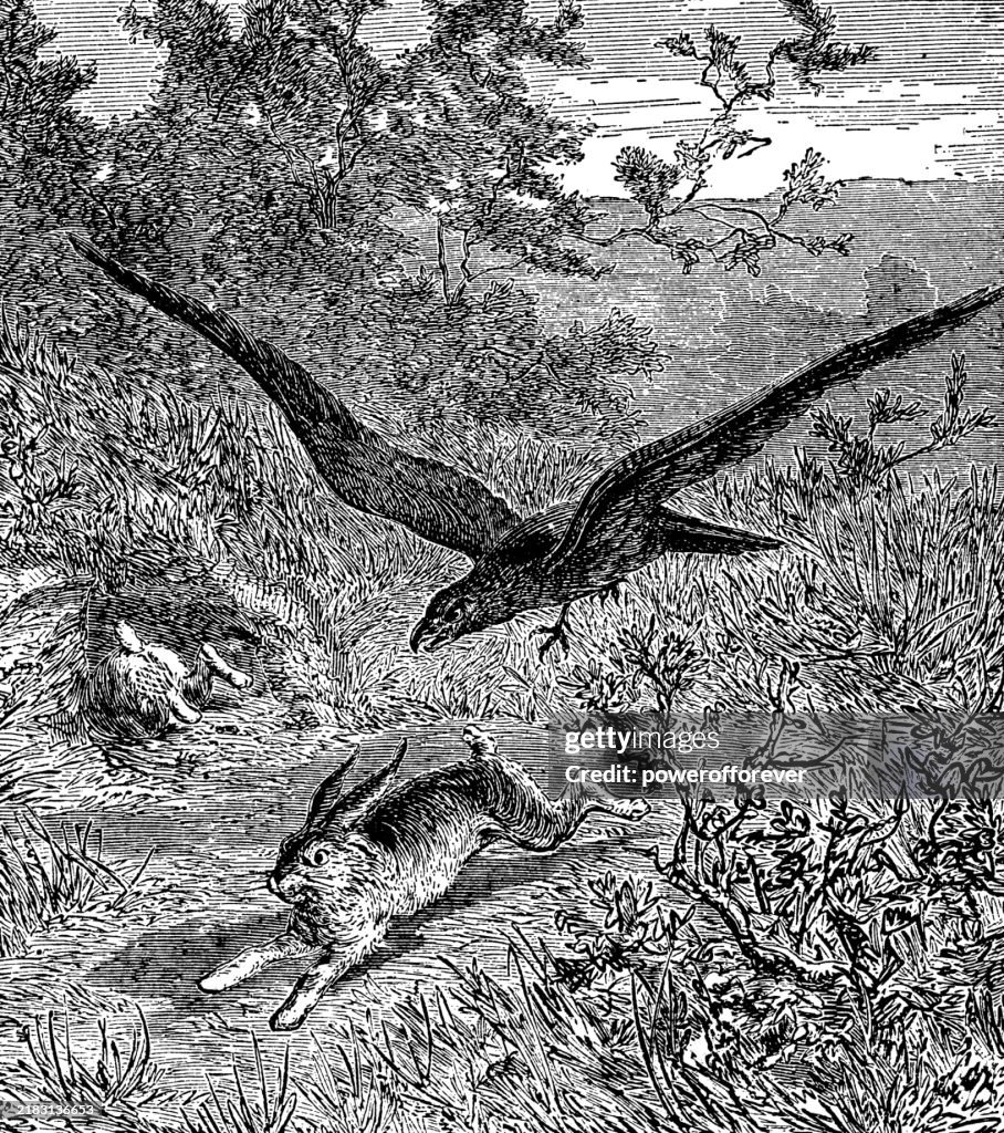 Wedge-Tailed Eagle Bird (Aquila Audax) Attacking a Hare - 19th Century
