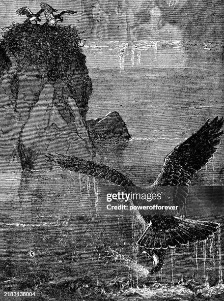 osprey bird (pandion haliaetus) catching fish - 19th century - diving to the ground stock illustrations