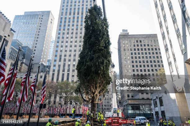 Workers install the Rockefeller Center Christmas tree on November 9, 2024 in New York City. This year marks the 93rd year of this New York City...