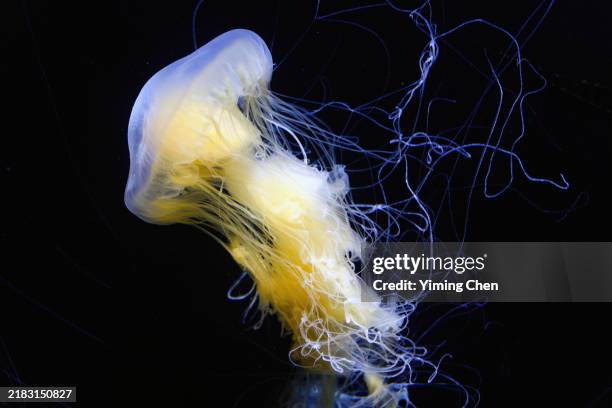 egg-yolk jellyfish (phacellophora camtschatica) - phacellophora camtschatica stock pictures, royalty-free photos & images