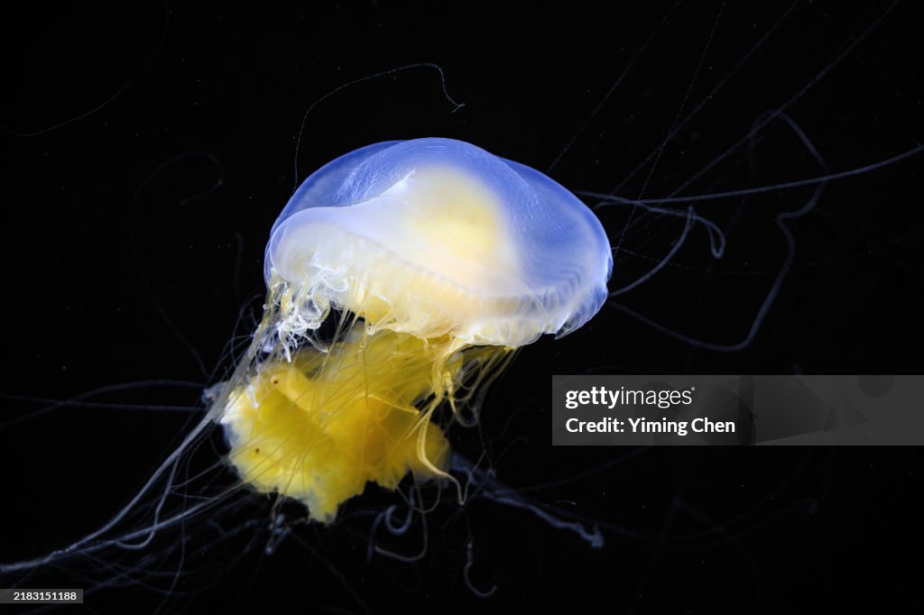 Egg-Yolk Jellyfish (Phacellophora camtschatica)