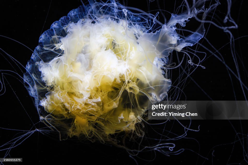 Egg-Yolk Jellyfish (Phacellophora camtschatica)