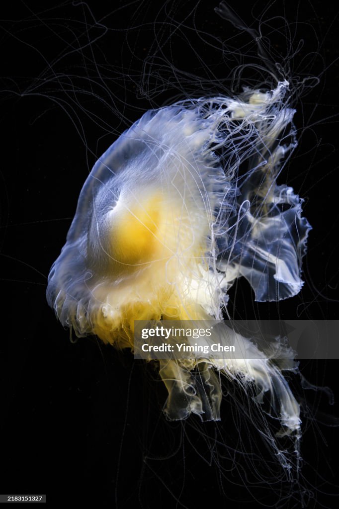 Egg-Yolk Jellyfish (Phacellophora camtschatica)
