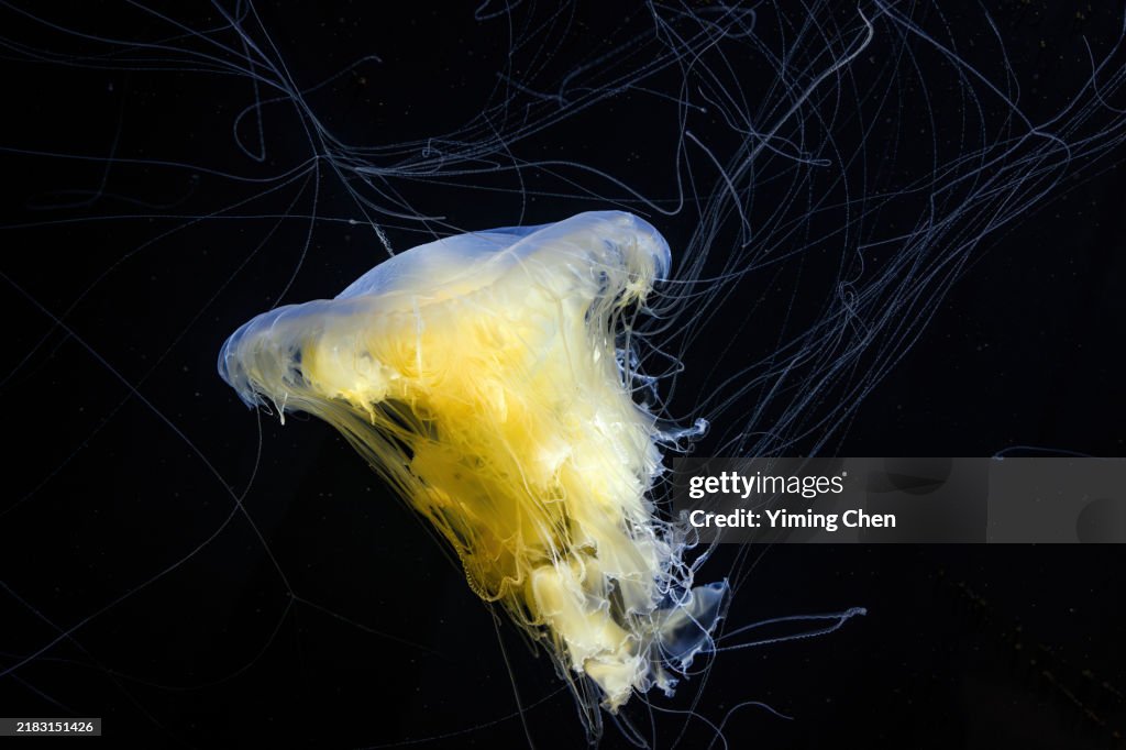 Egg-Yolk Jellyfish (Phacellophora camtschatica)