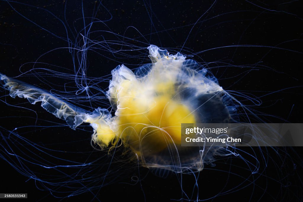 Egg-Yolk Jellyfish (Phacellophora camtschatica)