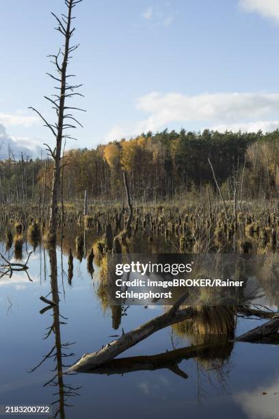 dead trees in a shallow lake in autumn. germany, brandenburg, liepe, schorfheide-chorin biosphere reserve - bioreservat stock-fotos und bilder