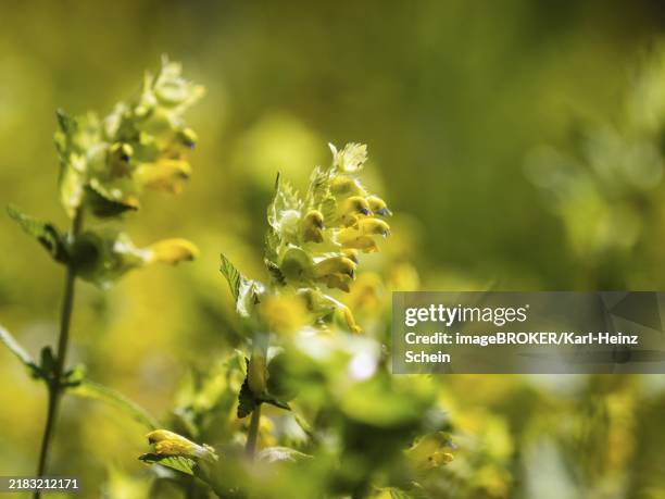 Variegated Yellow Rattle 123 Yellow Rattle Stock Photos, High-Res Pictures, and Images - Getty ...