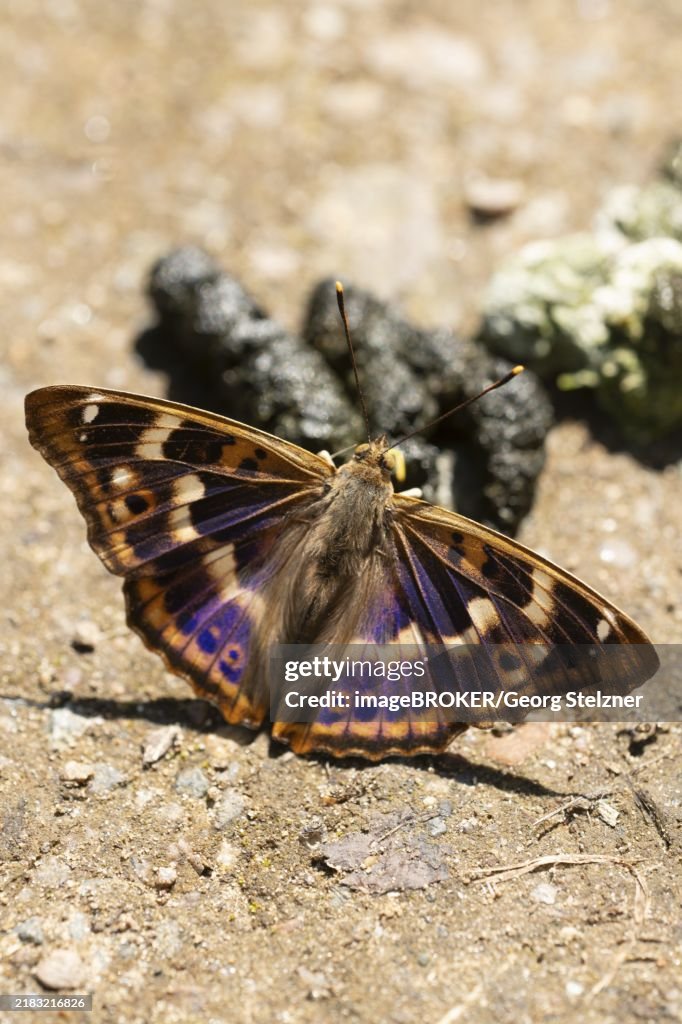 Lesser purple emperor (Apatura ilia), butterfly on excrement to absorb minerals