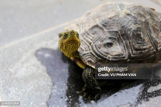 subtropical chinese stripe necked turtle with green body at a buddhist temple floor - turtle shell top view stock pictures, royalty-free photos & images