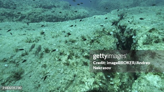 School of fish swims above crack in the seabed over tectonic plates. Tiktanic displacement of plates at the bottom of the sea. Mediterranean underwater seascape. Mediterranean Sea School of fish swims above crack in the seabed over tectonic plates. Tiktanic displacement of plates at the bottom of the sea. Mediterranean underwater seascape. Mediterranean Sea