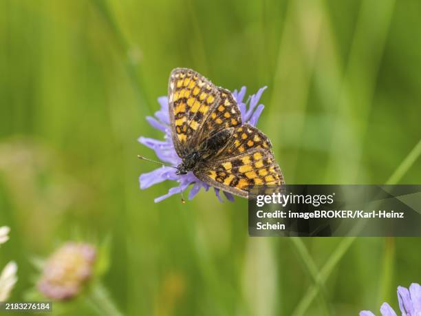 queen of spain fritillary (issoria lathonia) in a meadow clover, near st. andrä-höch, sausal, styria, austria, europe - queen of spain fritillary butterfly stockfoto's en -beelden