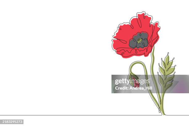 illustrations, cliparts, dessins animés et icônes de coquelicot, jour du souvenir ou journée des anciens combattants dessin au trait continu avec trait modifiable et espace de copie - coquelicot