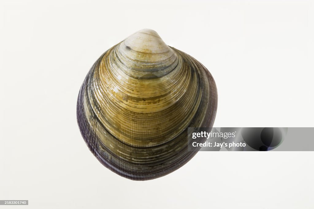 Close-Up Of Shell Clam Against White Background.