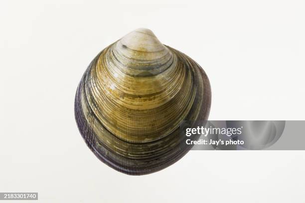 close-up of shell clam against white background. - bivalve imagens e fotografias de stock