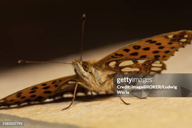 small pearl butterfly butterfly with open wings sitting on stone slab from the front - queen of spain fritillary butterfly stockfoto's en -beelden