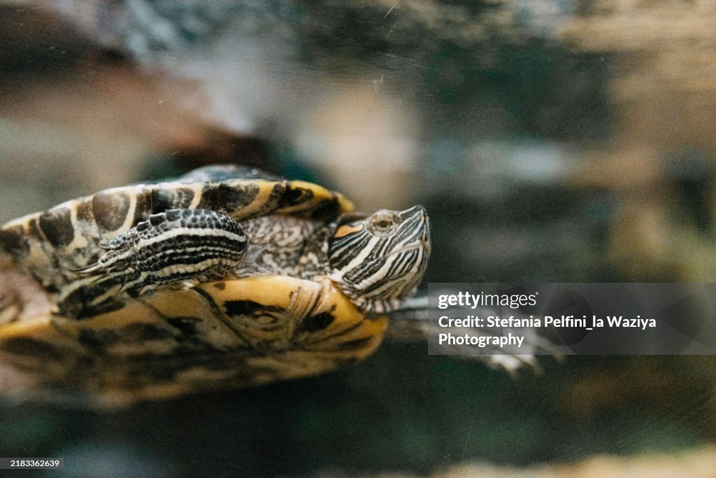 Turtle swimming underwater in tank