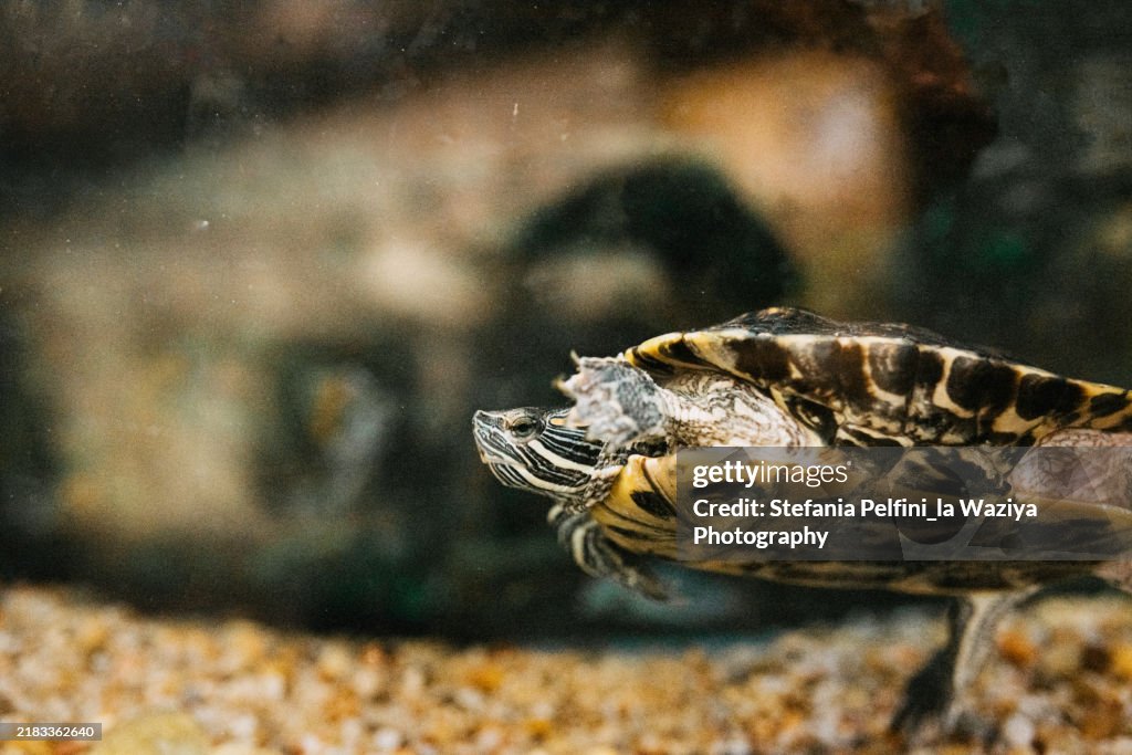 Turtle swimming underwater in tank