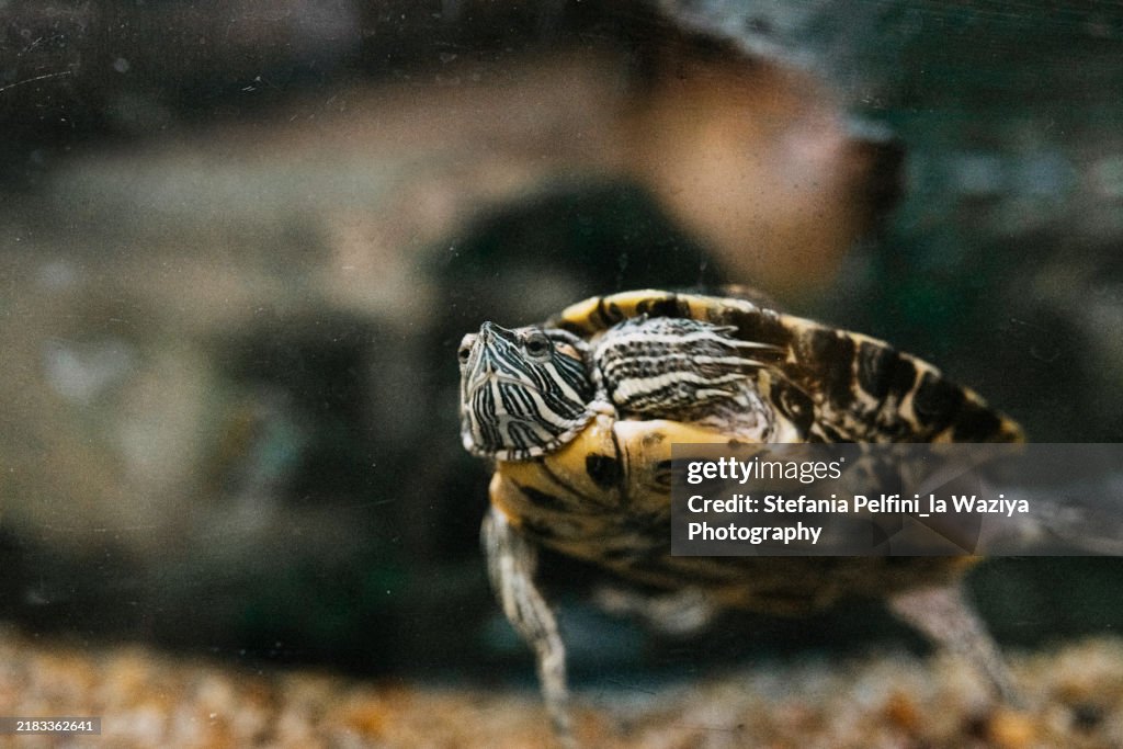 Turtle swimming underwater in tank