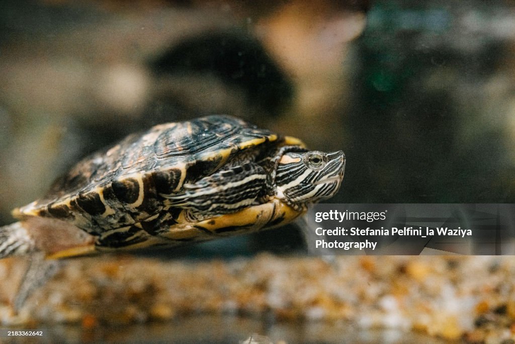 Turtle swimming underwater in tank