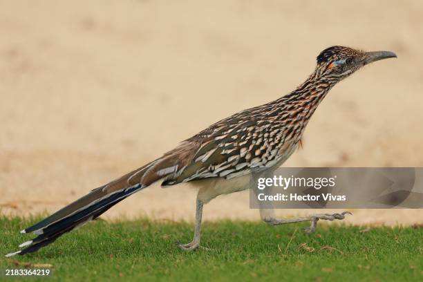 Roadrunner bird also known as chaparral bird is seen prior to the World Wide Technology Championship 2024 at El Cardonal at Diamante on November 06,...