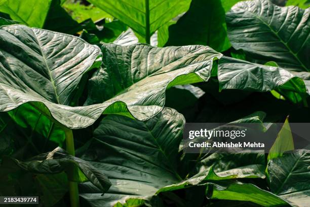 Taro Leaves High-Res Stock Photo