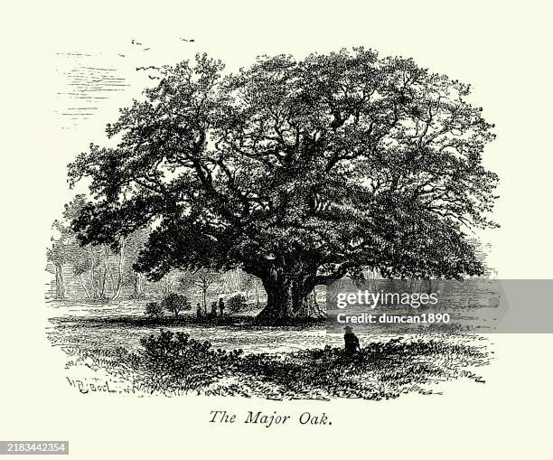 ilustraciones, imágenes clip art, dibujos animados e iconos de stock de árboles centenarios de inglaterra, el roble mayor, bosque de sherwood, según el folclore local, era el refugio de robin hood donde él y sus alegres hombres dormían, arte victoriano, siglo xix década de 1870 - grabado en madera