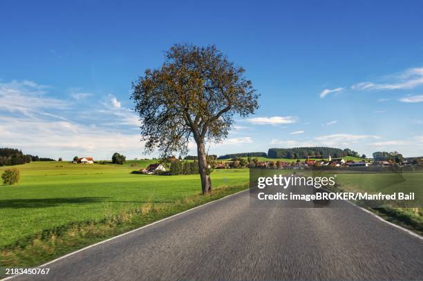 country road, meadows and forest, blue sky near leutkirch, allgäu, bavaria, germany, europe - freie straße stock-fotos und bilder