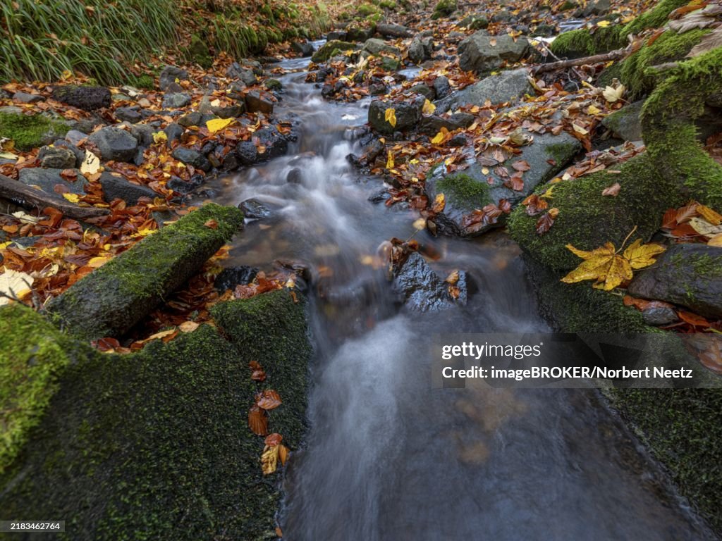 Field stream in the Cascade Gorge with autumn leaves, Gersfeld, Rhön, Hesse, Germany, Europe