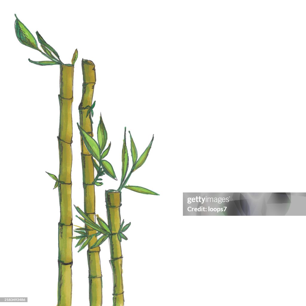 Bamboo Stalks Illustration with Copy Space